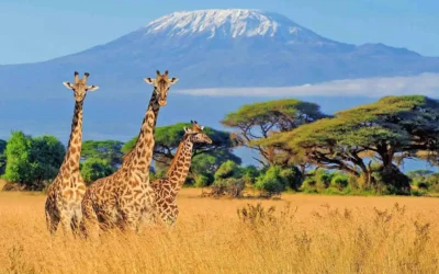 Africa