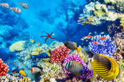 Private boat and snorkeling experience with lunch in Hurghada - Image 2